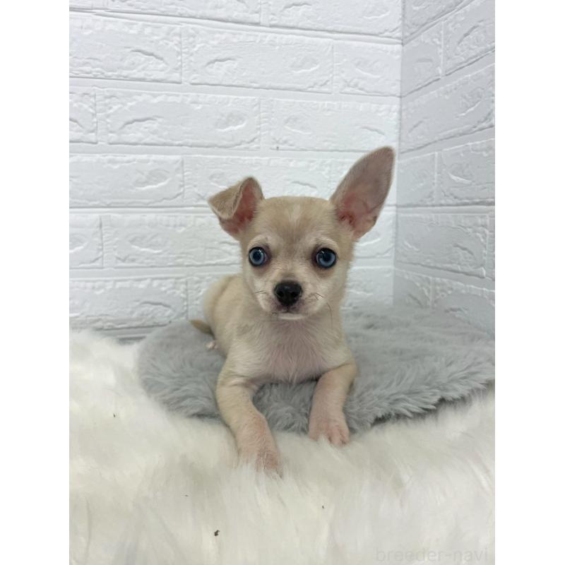 成約済の岡山県のチワワ(スムースコート)-436428の3枚目