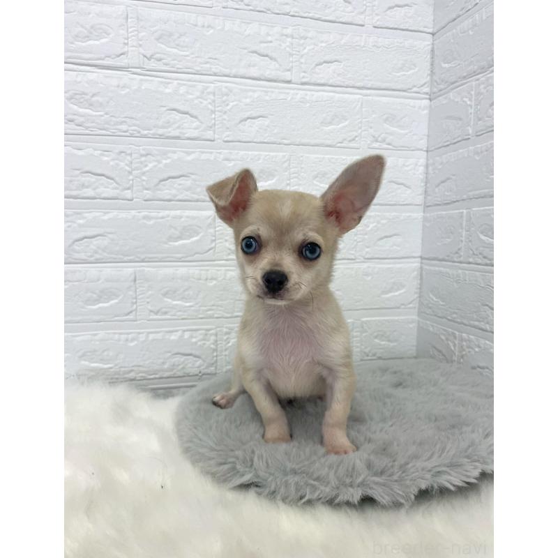 成約済の岡山県のチワワ(スムースコート)-436428の2枚目