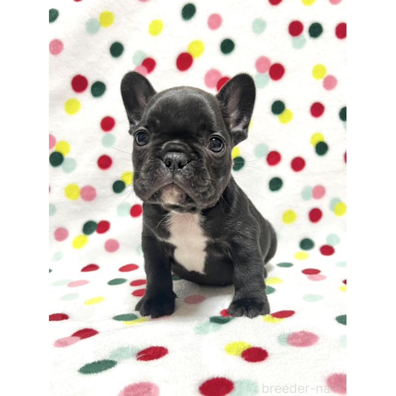 販売中の香川県のフレンチブルドッグ-439977