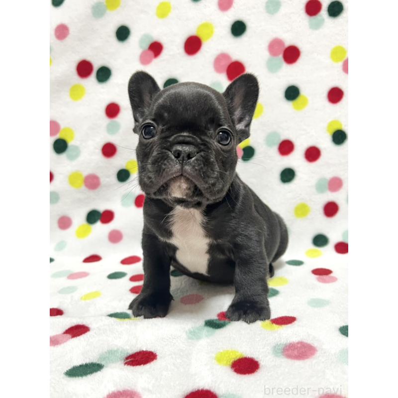 販売中の香川県のフレンチブルドッグ-439977の4枚目