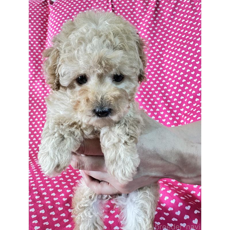 販売中の北海道のタイニープードル-439979の4枚目