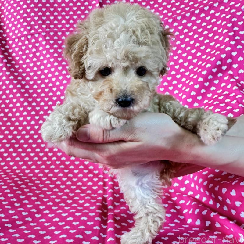 販売中の北海道のタイニープードル-439979の1枚目