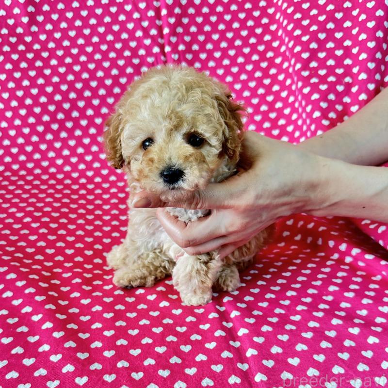 販売中の北海道のタイニープードル-439979の3枚目