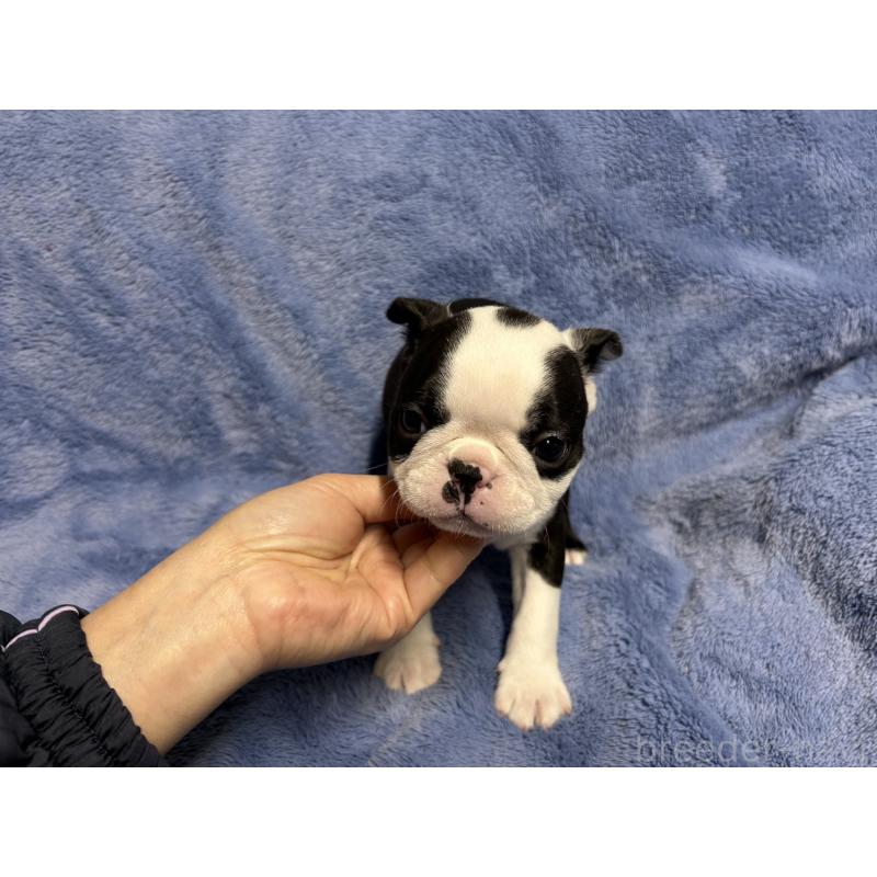 販売中の佐賀県のボストンテリア-439981