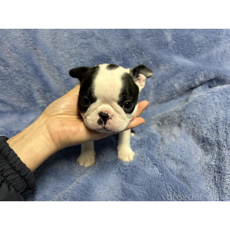 販売中の佐賀県のボストンテリア-439981の4枚目