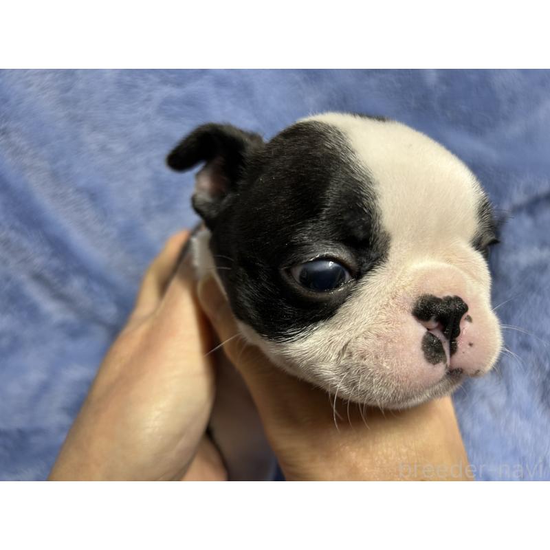 販売中の佐賀県のボストンテリア-439981の3枚目