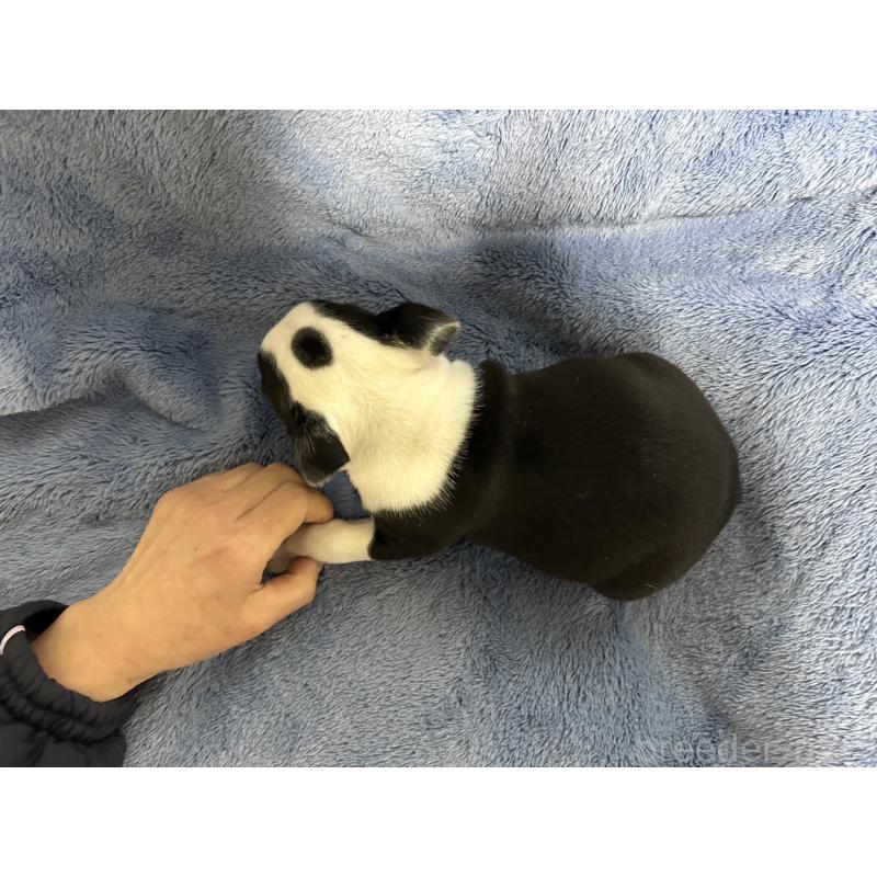 販売中の佐賀県のボストンテリア-439981の2枚目