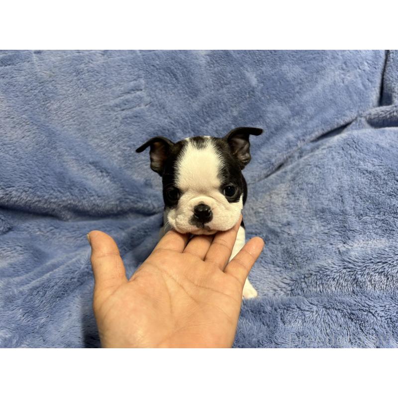 販売中の佐賀県のボストンテリア-439982の4枚目