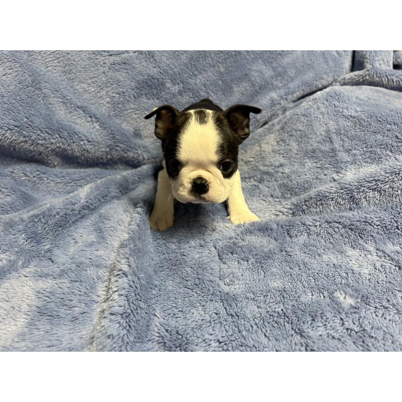 販売中の佐賀県のボストンテリア-439982