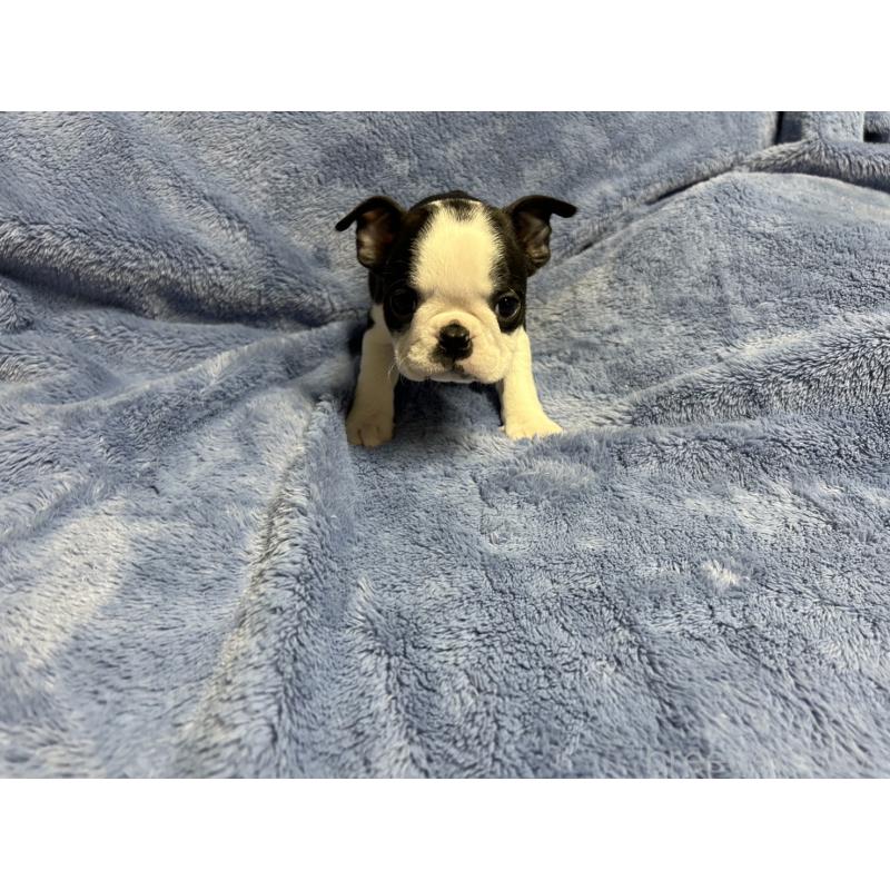 販売中の佐賀県のボストンテリア-439982の3枚目