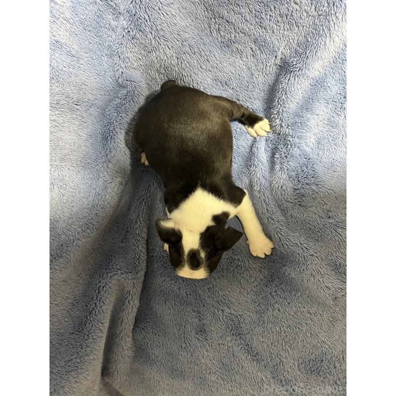 販売中の佐賀県のボストンテリア-439982の2枚目