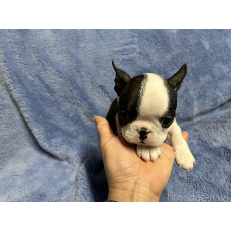 販売中の佐賀県のボストンテリア-439983の1枚目