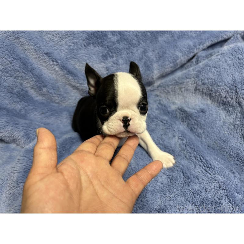 販売中の佐賀県のボストンテリア-439983の5枚目