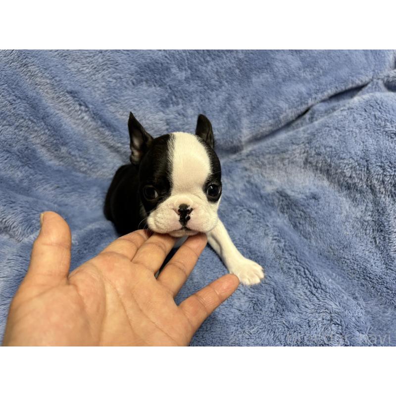 販売中の佐賀県のボストンテリア-439983の4枚目