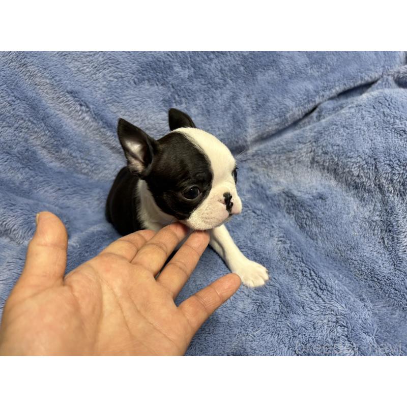 販売中の佐賀県のボストンテリア-439983の3枚目