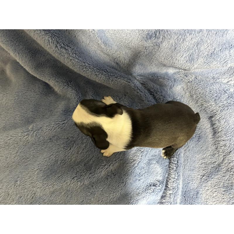 販売中の佐賀県のボストンテリア-439983の2枚目