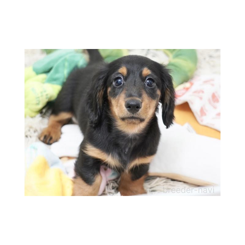 販売中の兵庫県のミニチュアダックスフンド(ロングヘアード)-439984