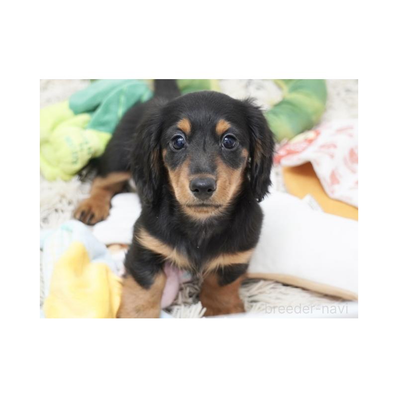 販売中の兵庫県のミニチュアダックスフンド(ロングヘアード)-439984の3枚目