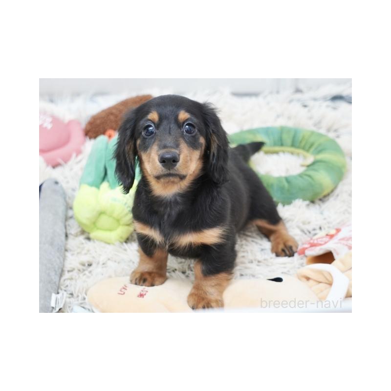 販売中の兵庫県のミニチュアダックスフンド(ロングヘアード)-439984の2枚目