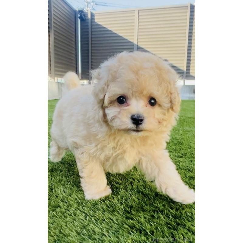 販売中の福岡県のタイニープードル-439986の7枚目