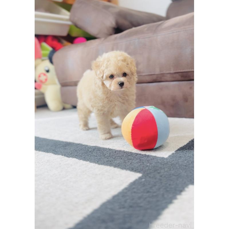 販売中の福岡県のタイニープードル-439986の6枚目