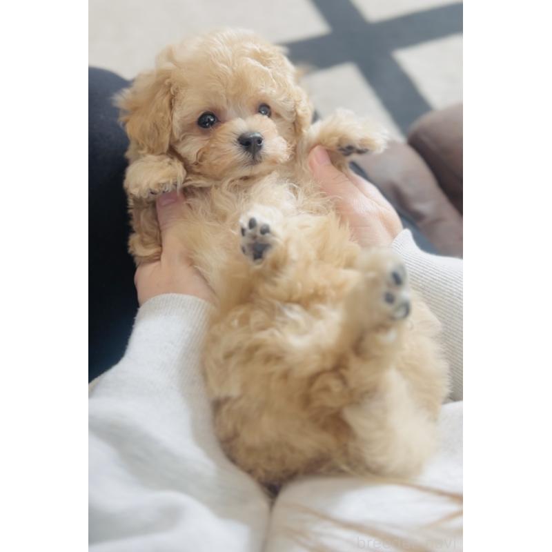 販売中の福岡県のタイニープードル-439986の5枚目