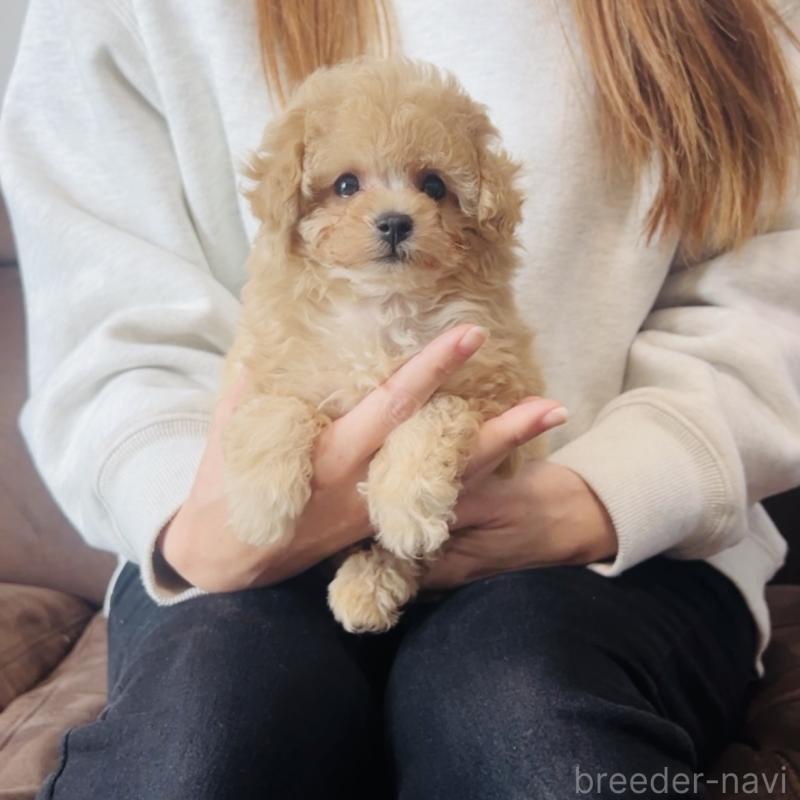 販売中の福岡県のタイニープードル-439986の4枚目