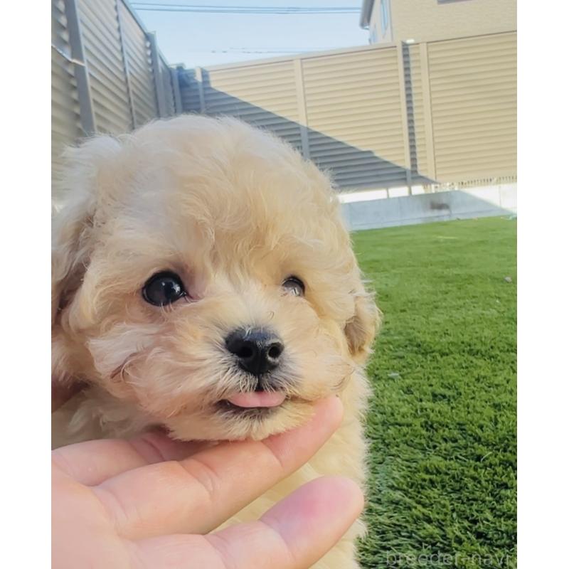 販売中の福岡県のタイニープードル-439986の3枚目