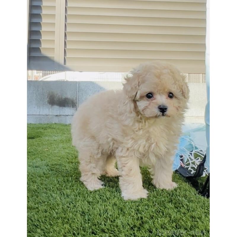 販売中の福岡県のタイニープードル-439986の2枚目