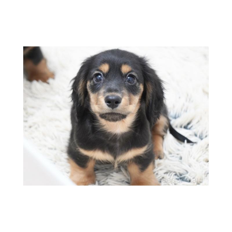 販売中の兵庫県のミニチュアダックスフンド(ロングヘアード)-439985の1枚目