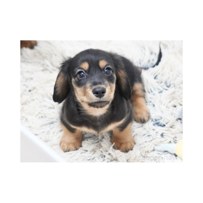 販売中の兵庫県のミニチュアダックスフンド(ロングヘアード)-439985の2枚目