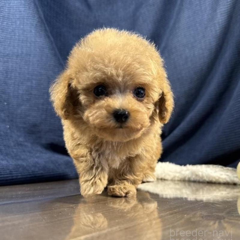 販売中の茨城県のトイプードル-439987