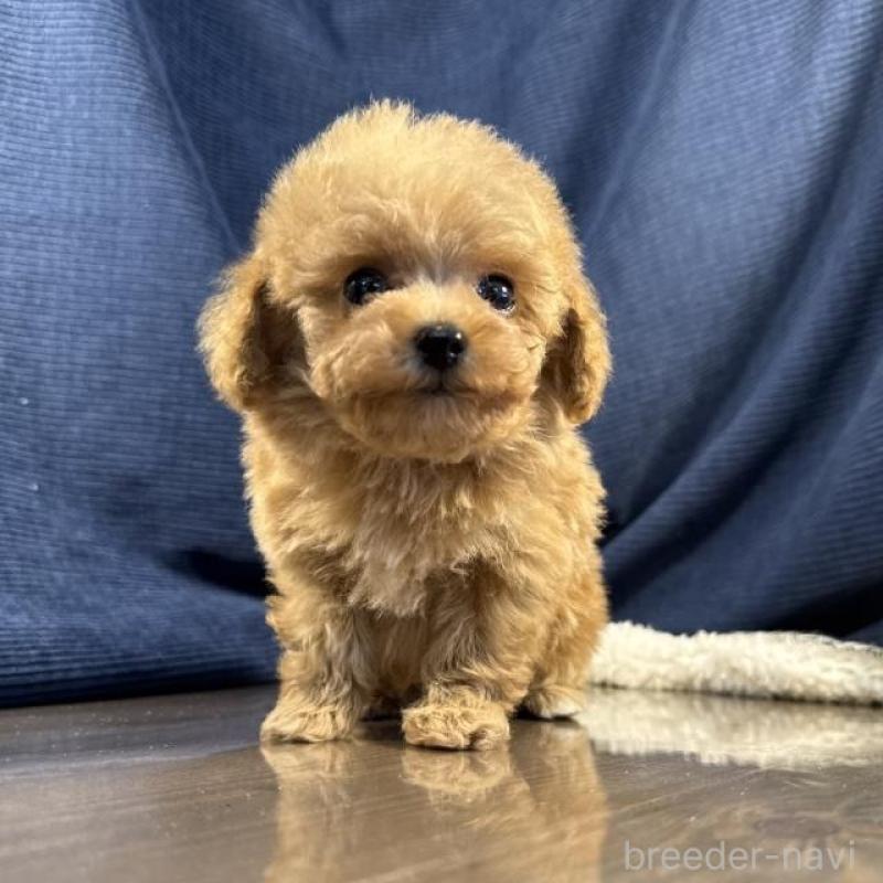 販売中の茨城県のトイプードル-439987の5枚目