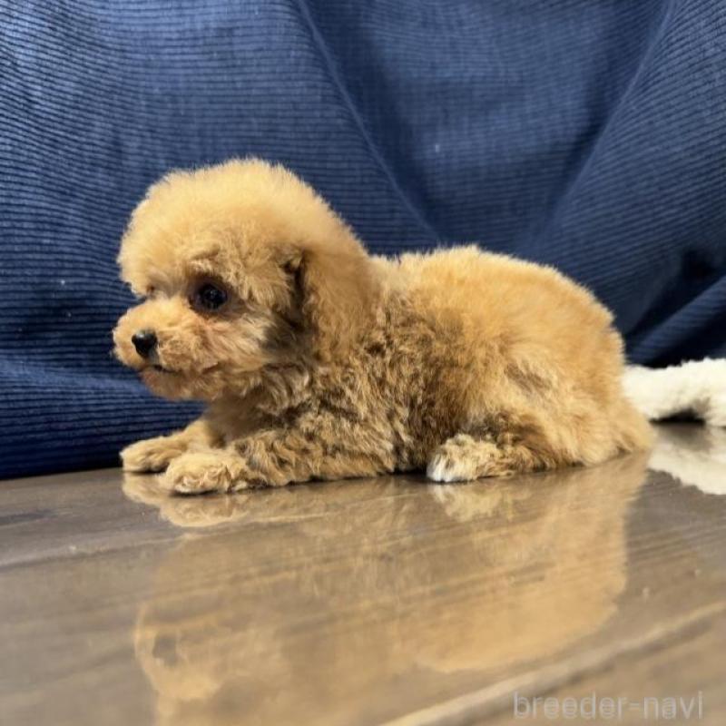 販売中の茨城県のトイプードル-439987の3枚目