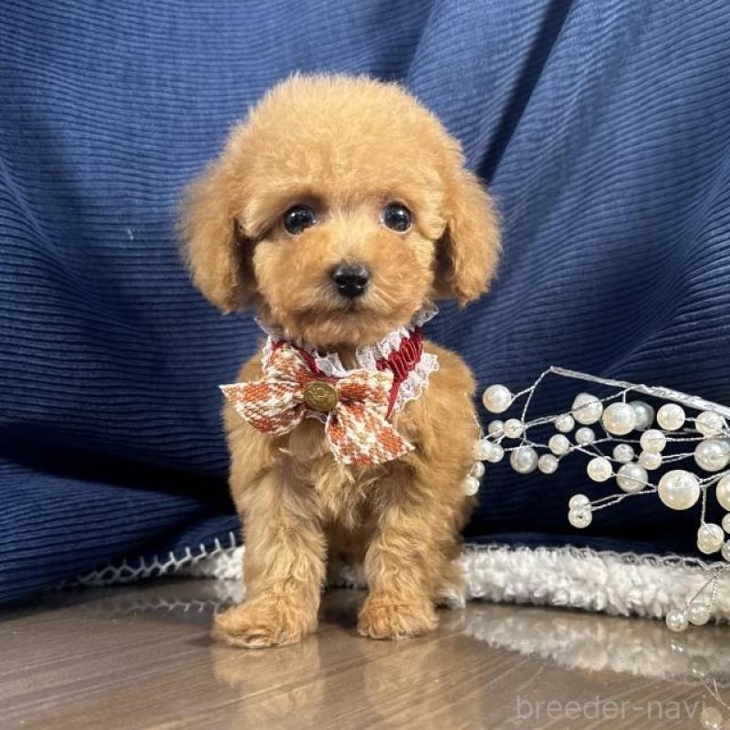 販売中の茨城県のトイプードル-439988の1枚目