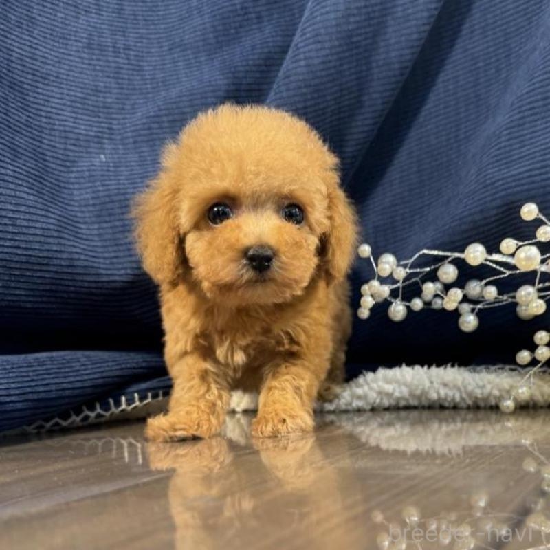 販売中の茨城県のトイプードル-439988の5枚目