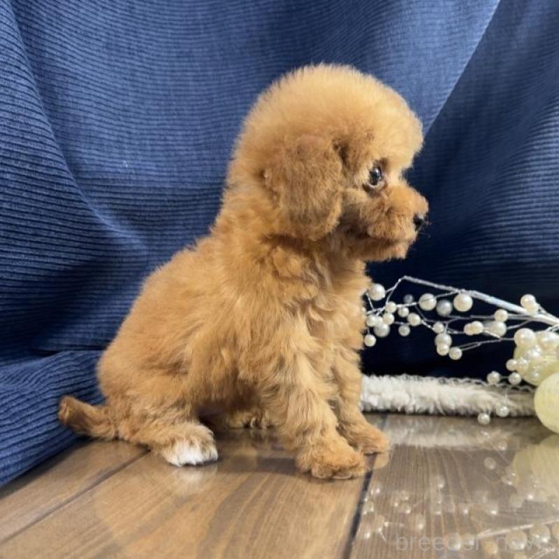 販売中の茨城県のトイプードル-439988の4枚目