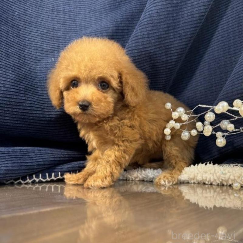 販売中の茨城県のトイプードル-439988の3枚目