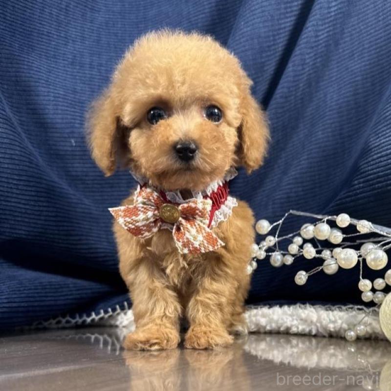 販売中の茨城県のトイプードル-439988の2枚目