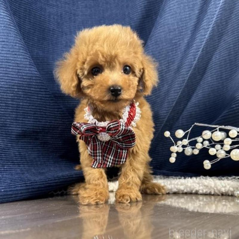 販売中の茨城県のトイプードル-439989の5枚目