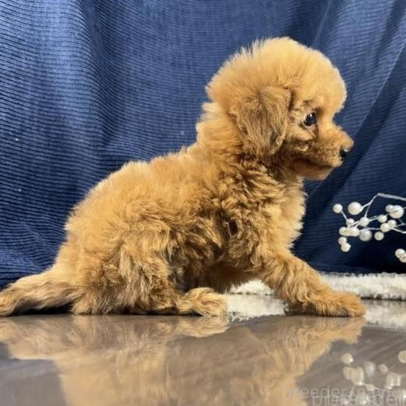 販売中の茨城県のトイプードル-439989の4枚目