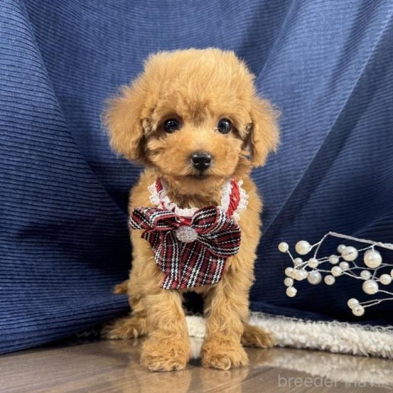 販売中の茨城県のトイプードル-439989の3枚目