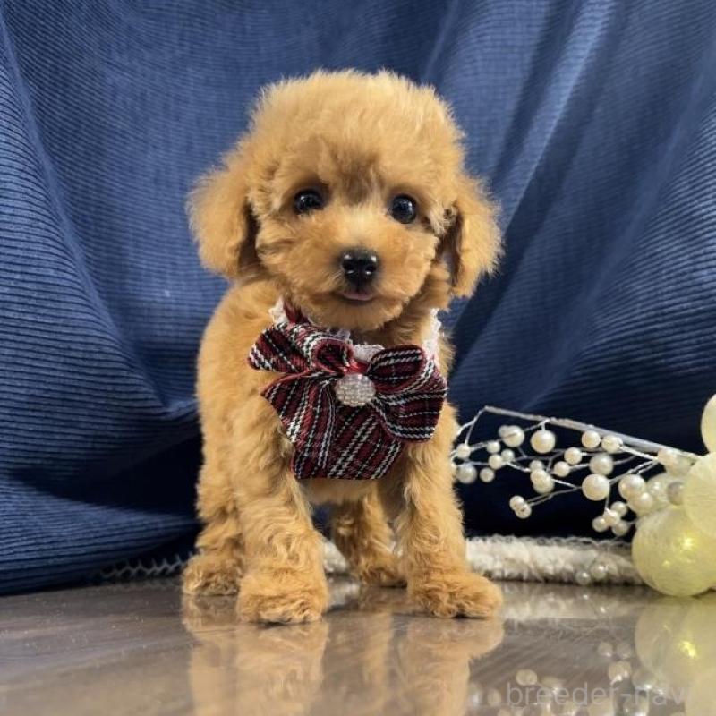 販売中の茨城県のトイプードル-439989の2枚目