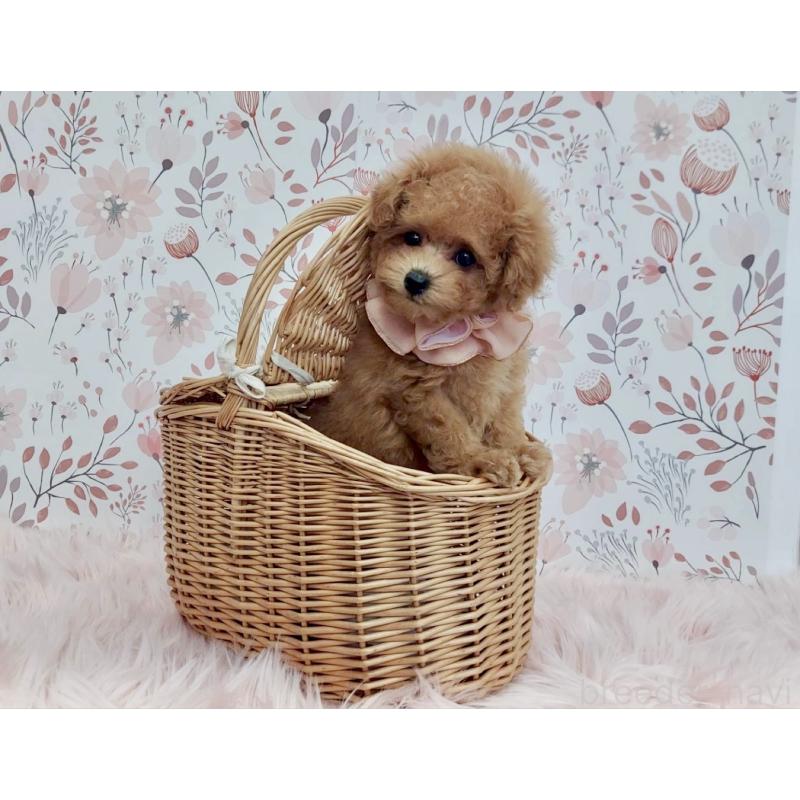 成約済の大阪府のタイニープードル-436684の4枚目