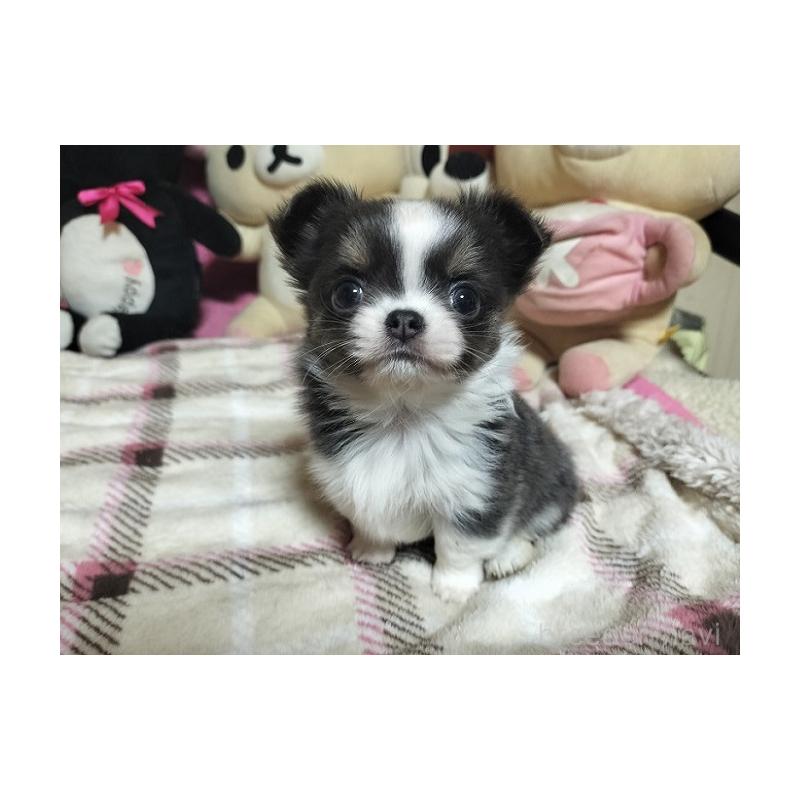 成約済の群馬県のチワワ(ロングコート)-439494の2枚目