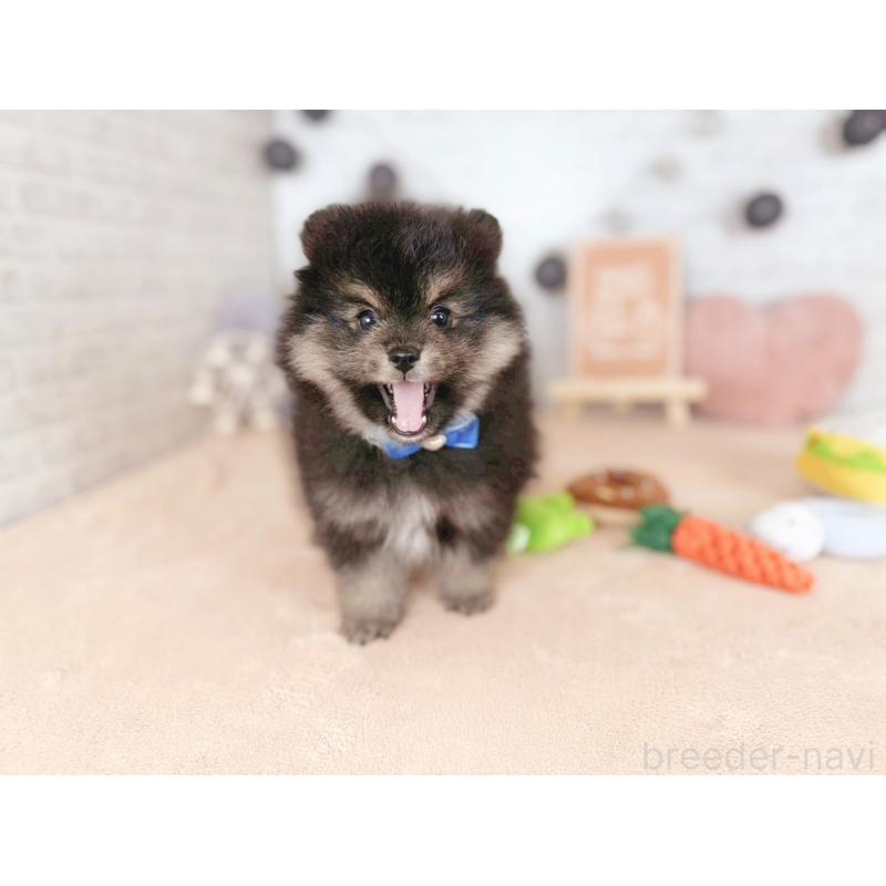 販売中の北海道のポメラニアン-439994の5枚目