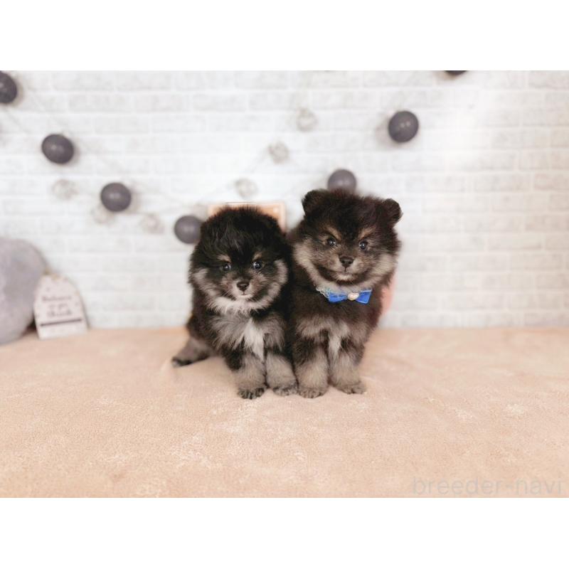 販売中の北海道のポメラニアン-439994の2枚目