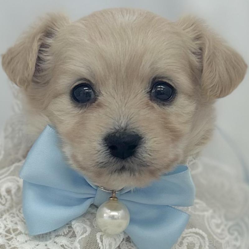 販売中の愛知県のチワプー:チワワ×トイプードル-439996