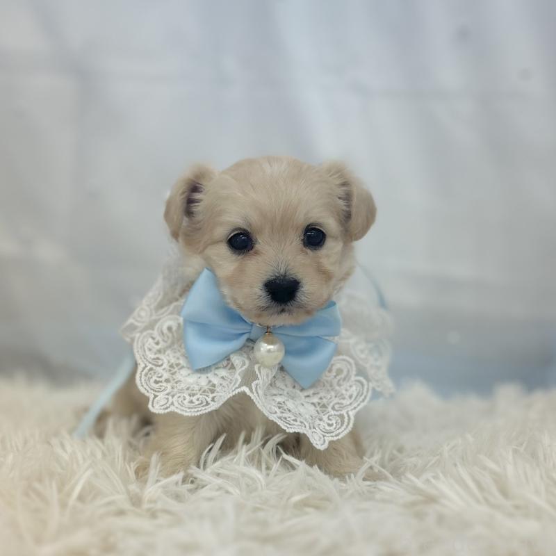 販売中の愛知県のチワプー:チワワ×トイプードル-439996の4枚目