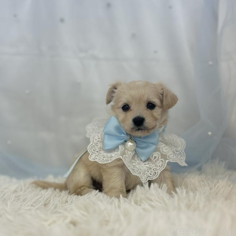 販売中の愛知県のチワプー:チワワ×トイプードル-439996の3枚目